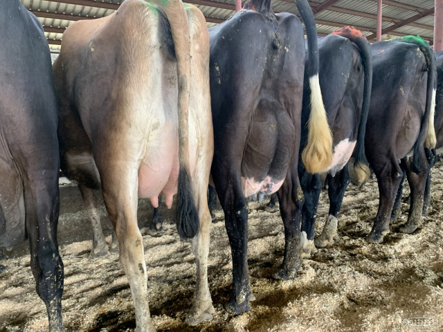 (36 Head) Holstein/Jersey Crossbred cows